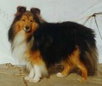 Zolly z Gerninske tvrze 2 Sheltie
